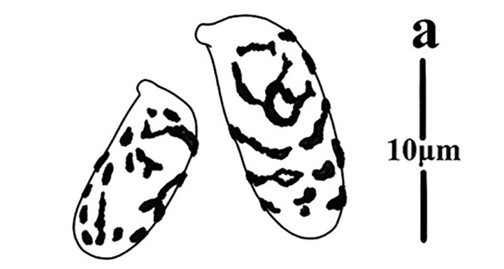 Figure 105